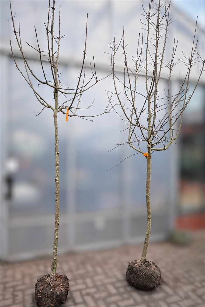Halb- und Hochstamm mit Drahtballen